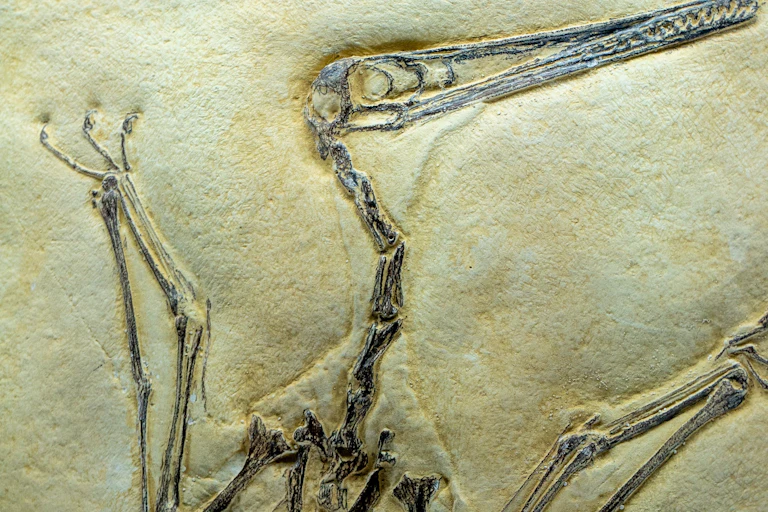 Pterosaur