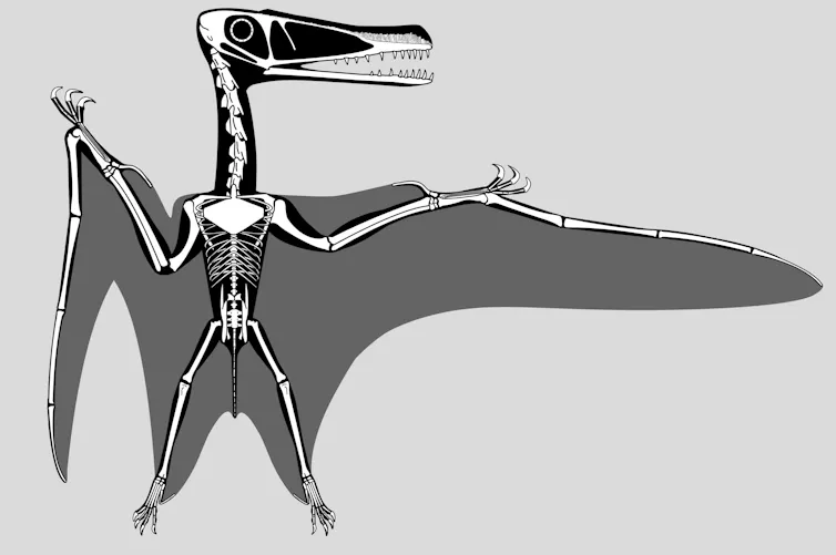 Diagram showing pterosaur anatomy.