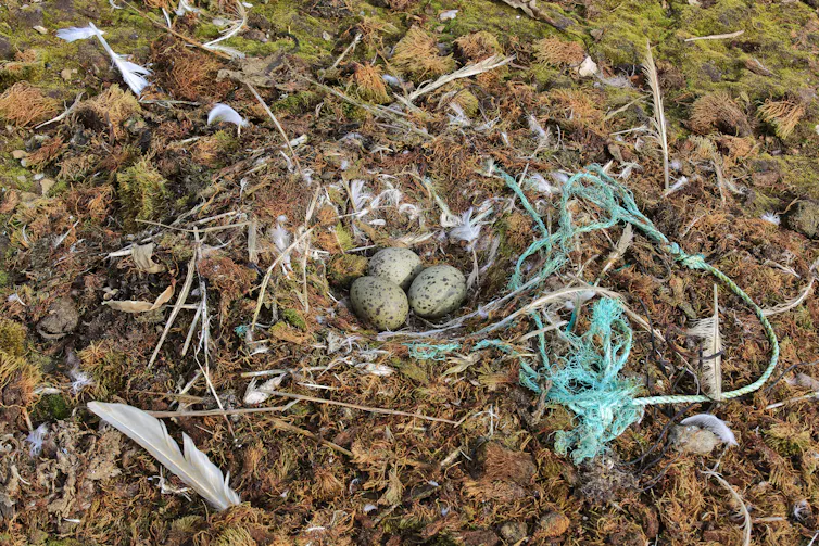 Nid d’oiseau avec du plastique