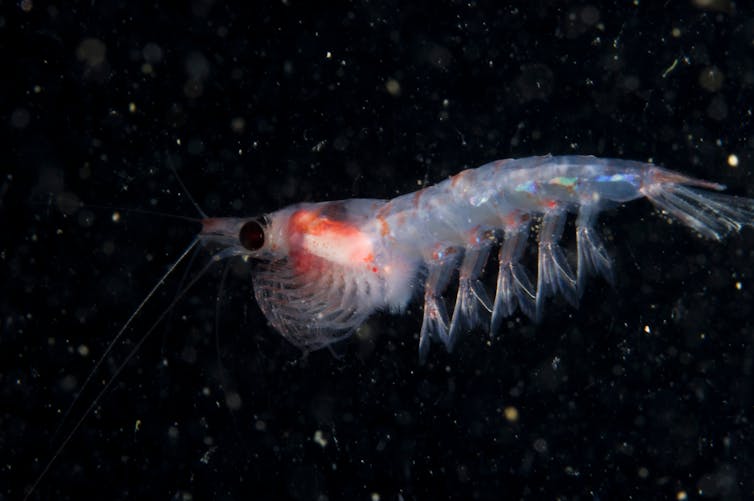 UNOC 2025: Let's no longer disregard the polar oceans! 3 file 20250611 56 ajdr2r.jpg?ixlib=rb 4.1