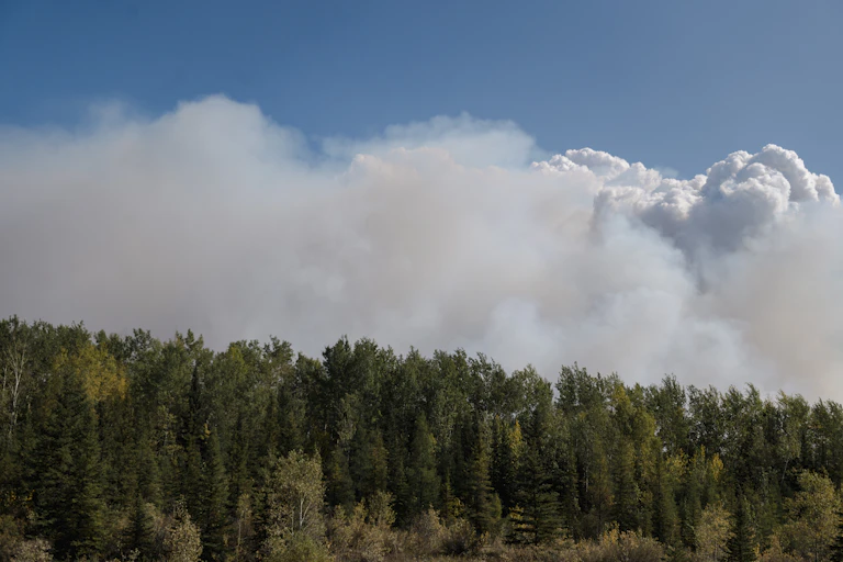Smoke billows above a line of trees with green leaves.