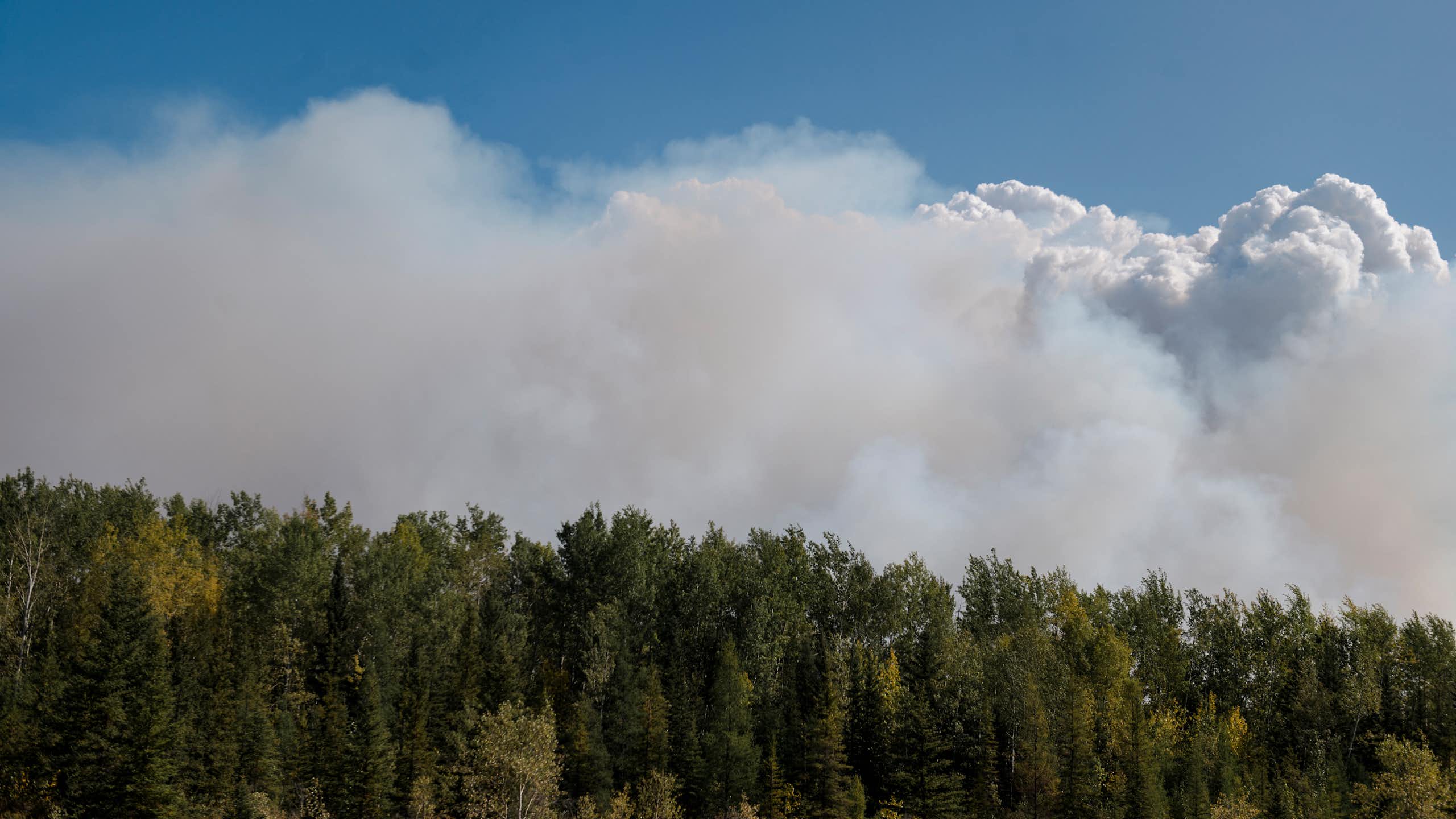 Smoke billows above a line of trees with green leaves.