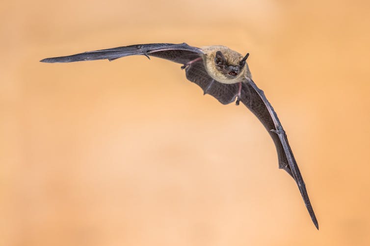 The place must governments spend your cash? The unimaginable maths of political and ethical selections 1 A bat in flight.