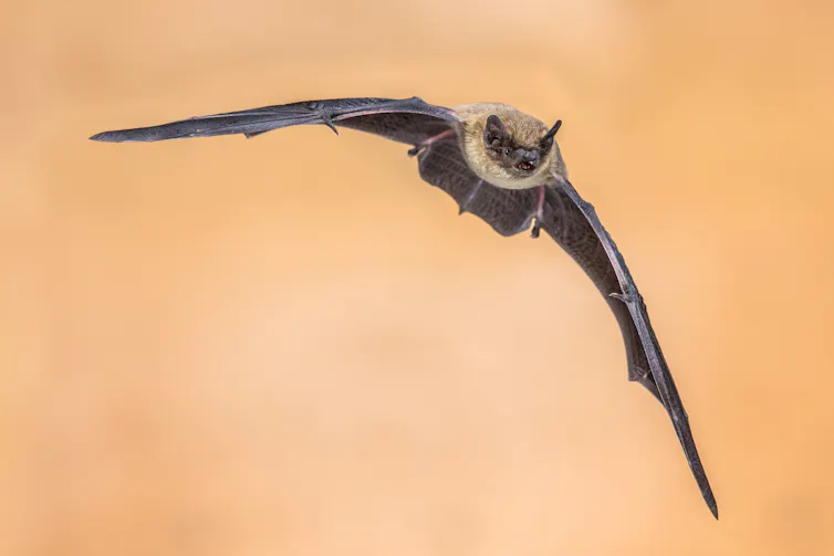 A bat in flight.
