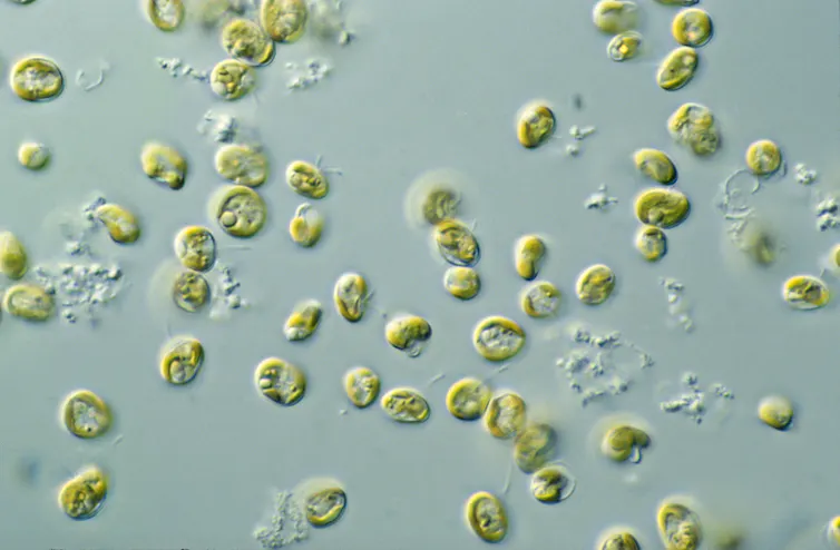 Microalgas de color verde