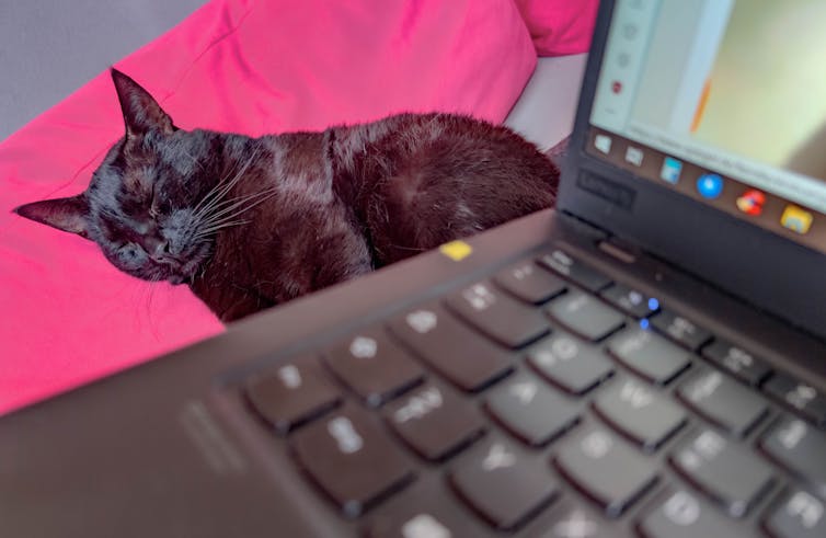 A cat curled up sleeping next to a laptop computer.