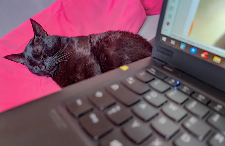 A cat curled up sleeping next to a laptop computer.