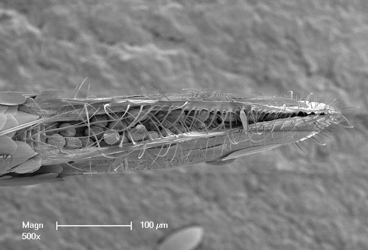 A closeup of the pollen collecting structure on the tip of the moth's abdomen as seen under a scanning electron microscope
