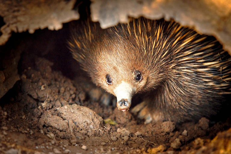 Photo of a short-beaked echidna looking at the camera from a burrow.