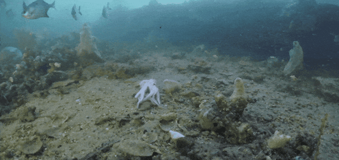 SA’s marine algal bloom is still killing almost everything in its path