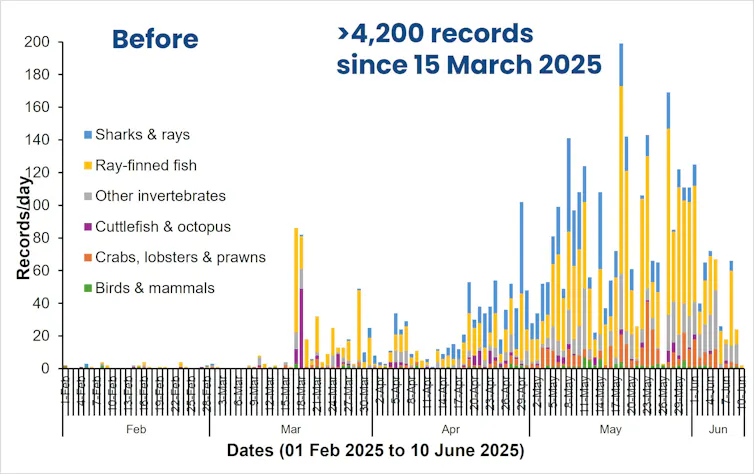 A chart showing iNaturalist records of dead marine life over time, showing a vast increase in recorded deaths since March 15, 2025