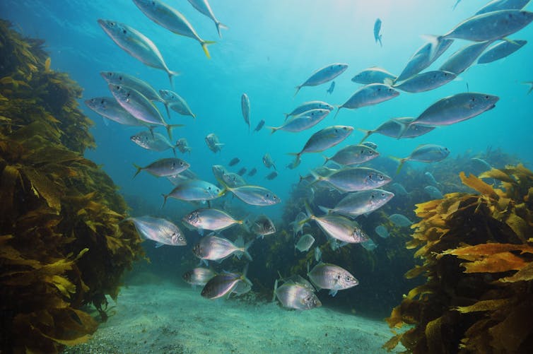 School of New Zealand trevally Pseudocaranx dentex above sandy bottom with kelp forest around and in background.
