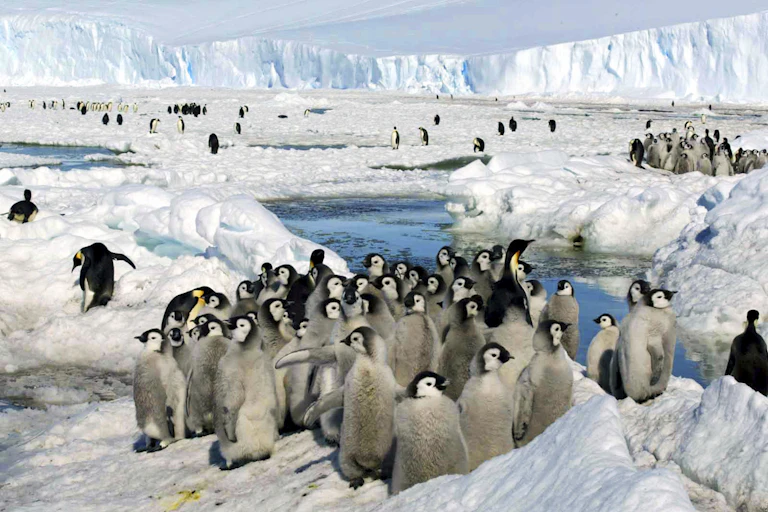 emperor penguin chicks on sea ice.