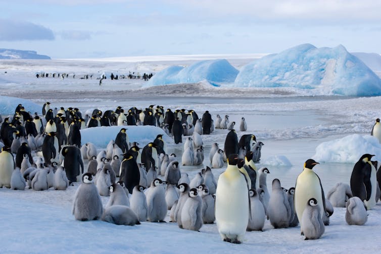 emperor penguin colony chicks and adults.