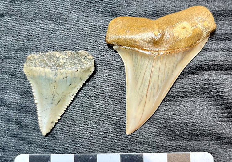 Left, fossil tooth of the extant white shark; right, unserrated tooih of the giant extinct mako that gave rise to white sharks.