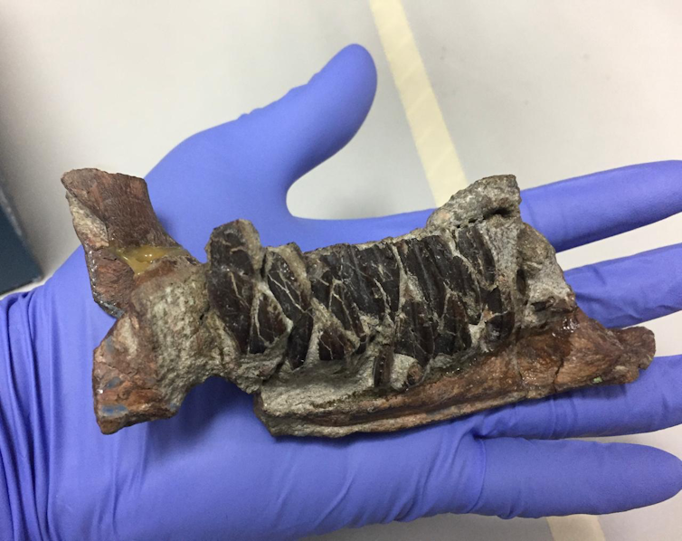 Fossil specimen on blue-gloved hand