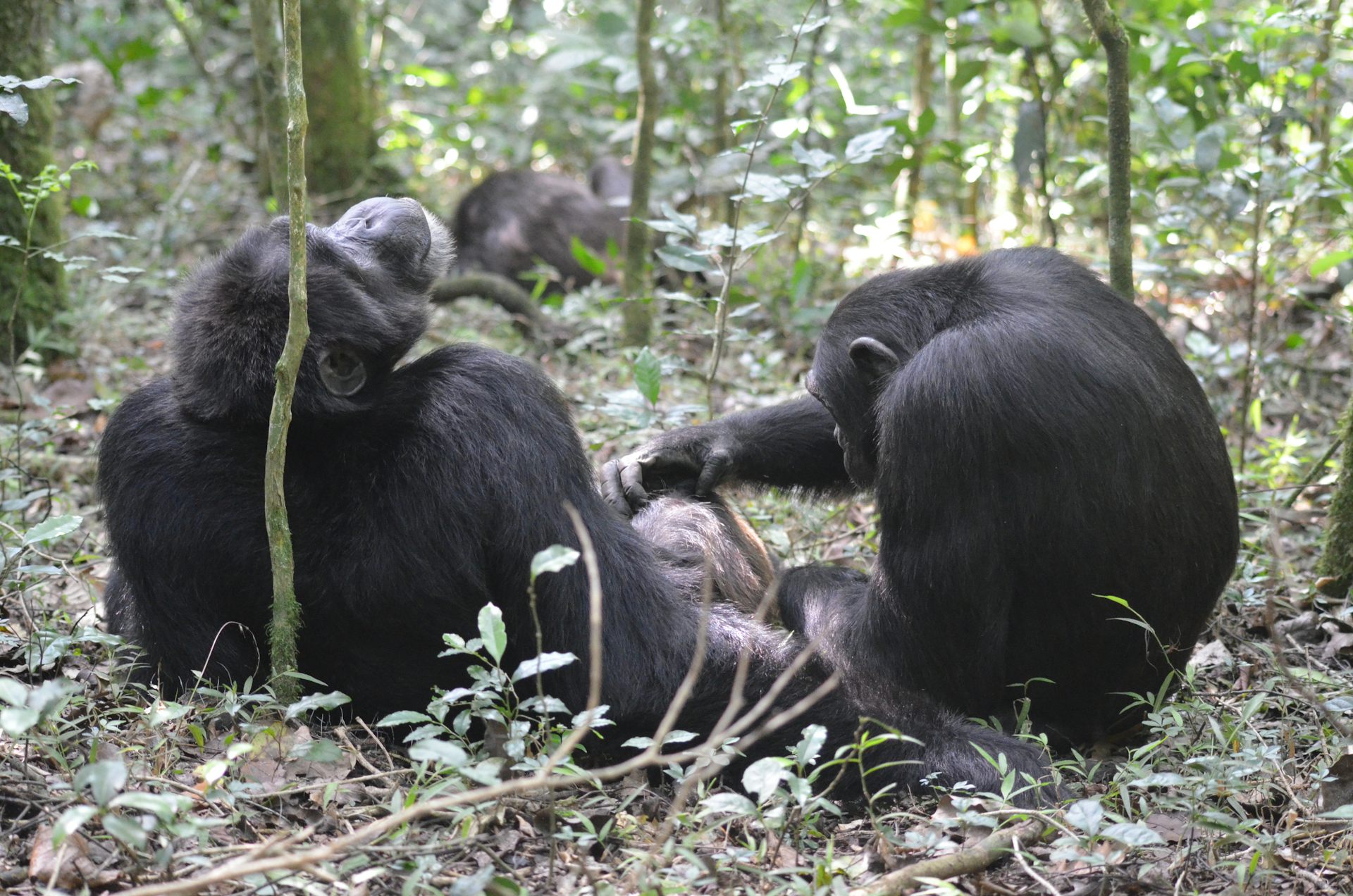 One chimpanzee touching another