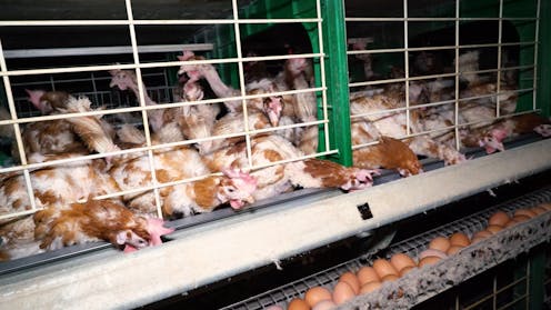 Bien-être ou bientraitance animale : à qui profitent les mots ? Bien-être ou bientraitance animale : à qui profitent les mots ?