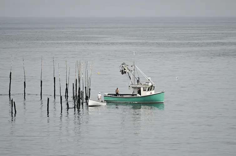A green and white fishing boat sails on the water