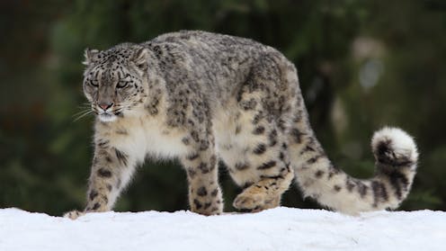 AI helps tell snow leopards apart, improving population counts for these majestic mountain predators