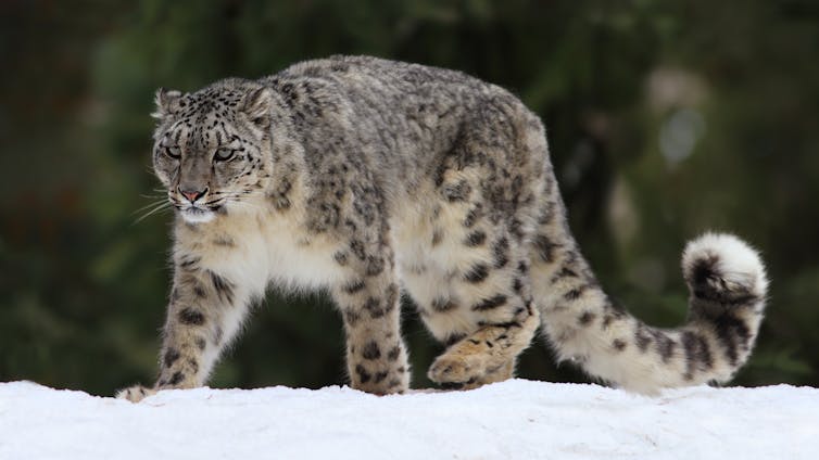 AI helps tell snow leopards apart, improving population counts for these majestic mountain predators – Environmental News Bits AI helps tell snow leopards apart, improving population counts for these majestic mountain predators – Environmental News Bits