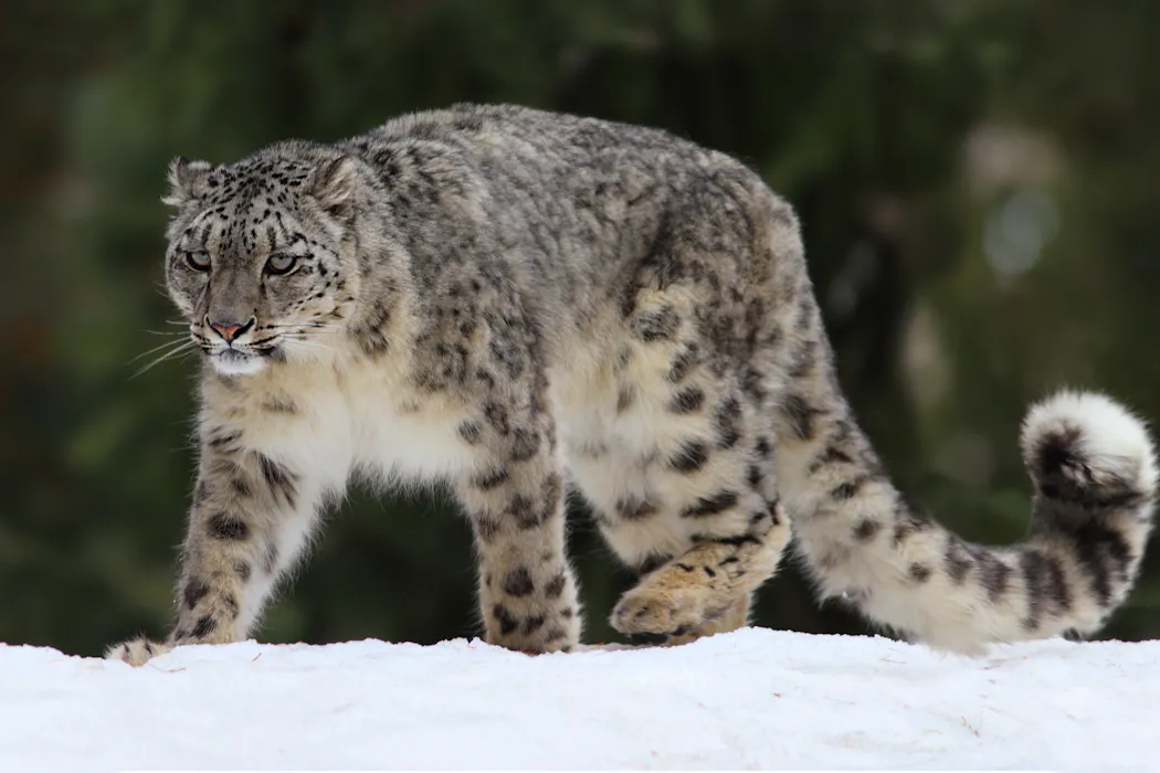 AI helps tell snow leopards apart, improving population counts for these majestic mountain predators