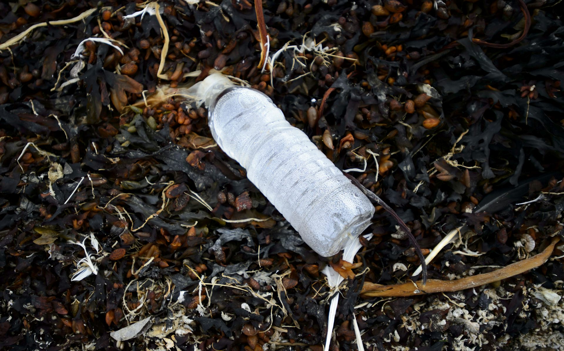 A plastic water bottle sits among a pile of seaweed
