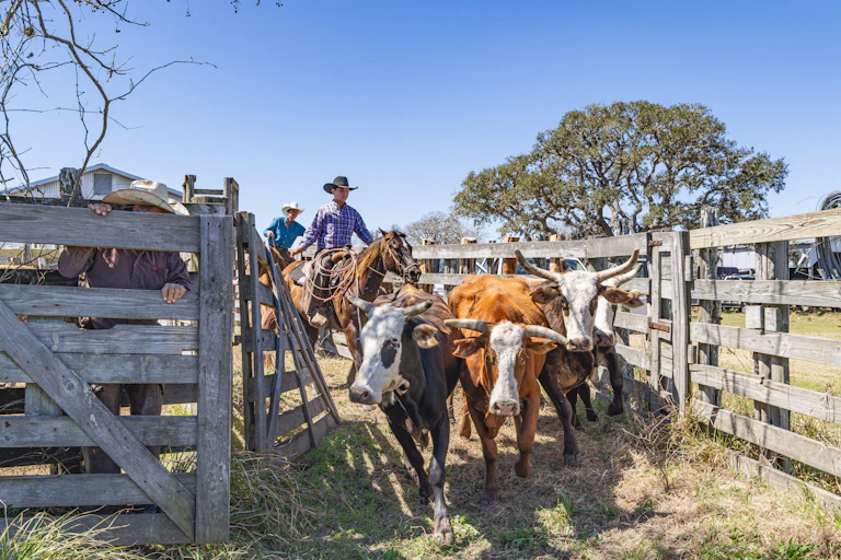 Cattle