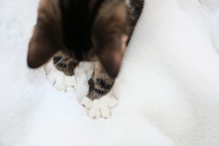 A close-up image of a cat kneading a blanket with its front paws.