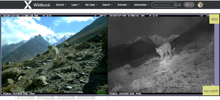 AI helps tell snow leopards apart, improving population counts for these majestic mountain predators :: InvestMacro 2 Two images of snow leopards, one in daylight and one in infrared light.
