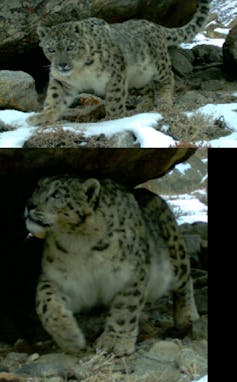Two images of snow leopards.