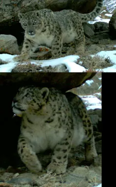 Two images of snow leopards.