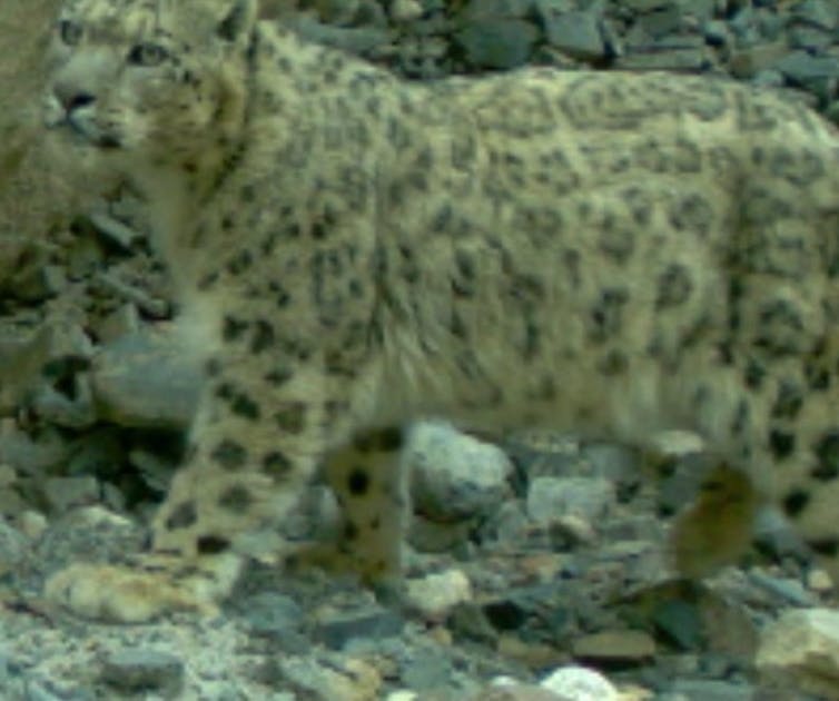 AI helps tell snow leopards apart, improving population counts for these majestic mountain predators :: InvestMacro 1 A snow leopard stands amid rocks.