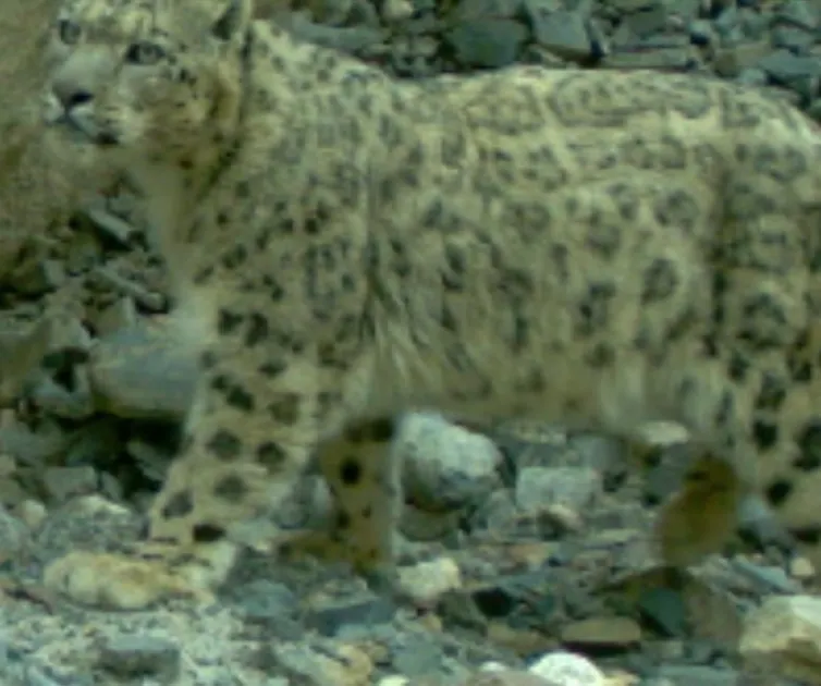A snow leopard stands amid rocks.