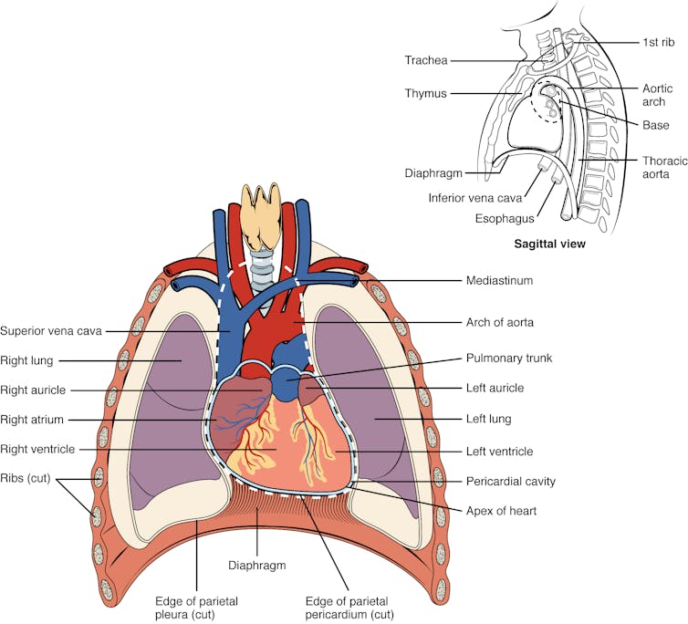 Diagram illustrating cross-section of chest cavity, showing heart nestled between the lungs and ribs
