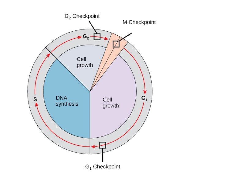 Diagram of cell cycle, with checkpoints at the two cell growth phases and the DNA synthesis phase
