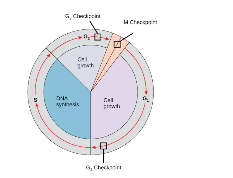 Diagram of cell cycle, with checkpoints at the two cell growth phases and the DNA synthesis phase