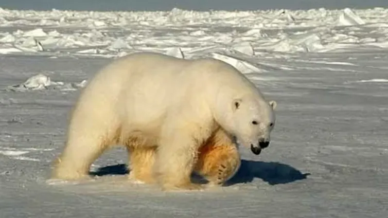 a polar bear walks on ice