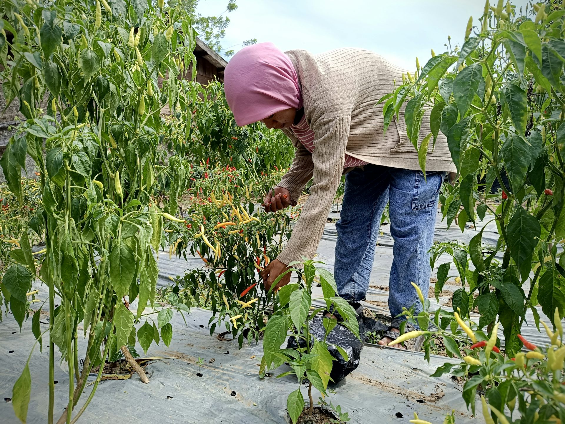 Perempuan-perempuan Dayak melawan dampak tambang batu bara dengan kebun cabai