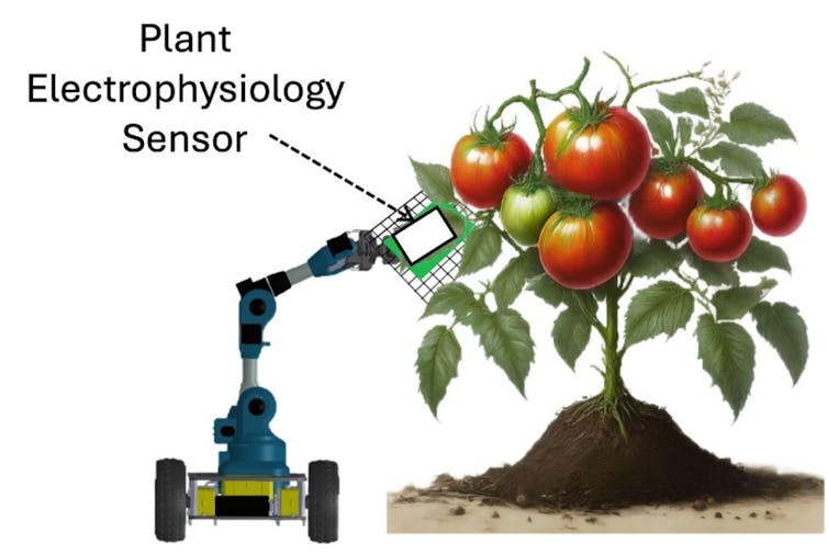 An illustration of a robot with a robotic arm next to a tomato plant