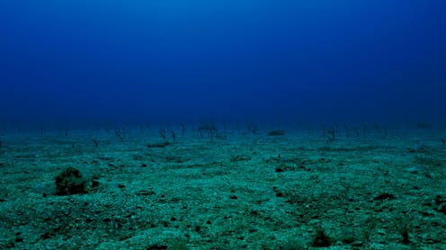 Seabed mining is becoming an environmental flashpoint – NZ will have to pick a side soon