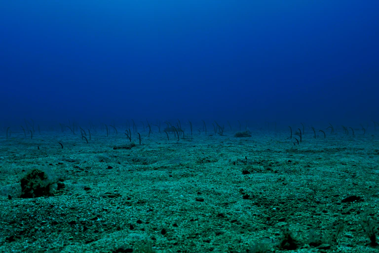 ocean floor