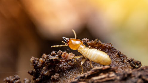 Ancient termite poo reveals 120 million-year-old secrets of Australia’s polar forests