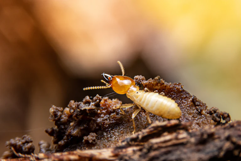 A yellow and white bug crawling along a piece of wood.
