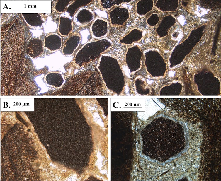 A microscopic image of wood dotted with hexagons.