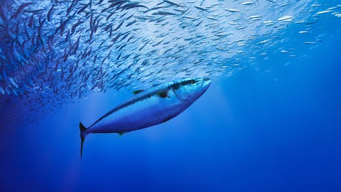 The historic High Seas Treaty is almost reality. Here’s what it would mean for ocean conservation