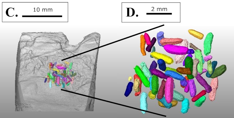 A scan of a wood log filled with colourful pellets.