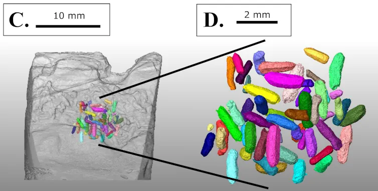 A scan of a wood log filled with colourful pellets.