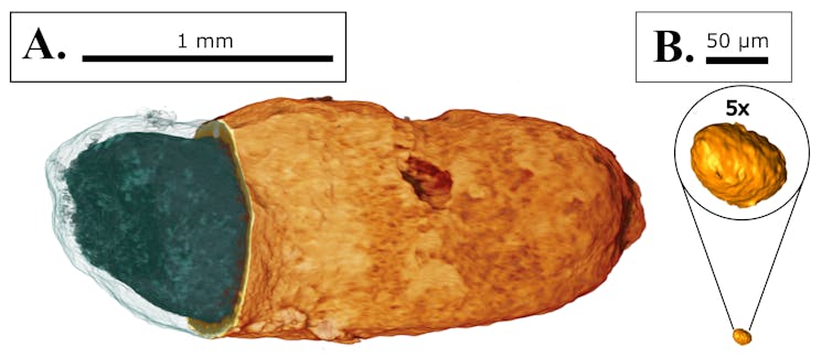 Two round shapes, one much larger than the other.