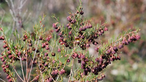 A weird group of boronias puzzled botanists for decades. Now we’ve solved the pollination mystery